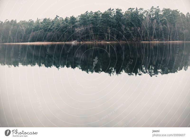 Wald im Nebel in doppelter Ausführung | Bäume spiegeln sich im Wasser des Sees Spiegel Spiegelbild Spiegelung Reflexion & Spiegelung Wasseroberfläche Baum