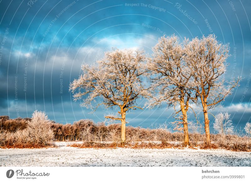 winterbäume Farbfoto ruhig Umwelt Landschaft Himmel frieren gefroren Raureif Jahreszeiten Frost Natur Wiese Feld Bäume stille Wetter Menschenleer Baum Idylle