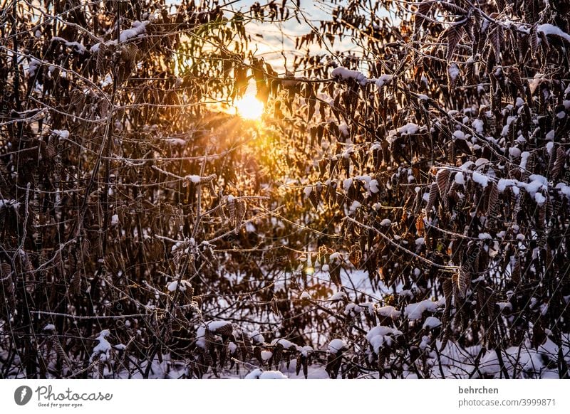 winterlicht Jahreszeiten Winter Herbst Wald Gegenlicht Licht Zweige u. Äste Garten Wiese Sonnenaufgang Sonnenlicht Natur Äste und Zweige Klima traumhaft schön