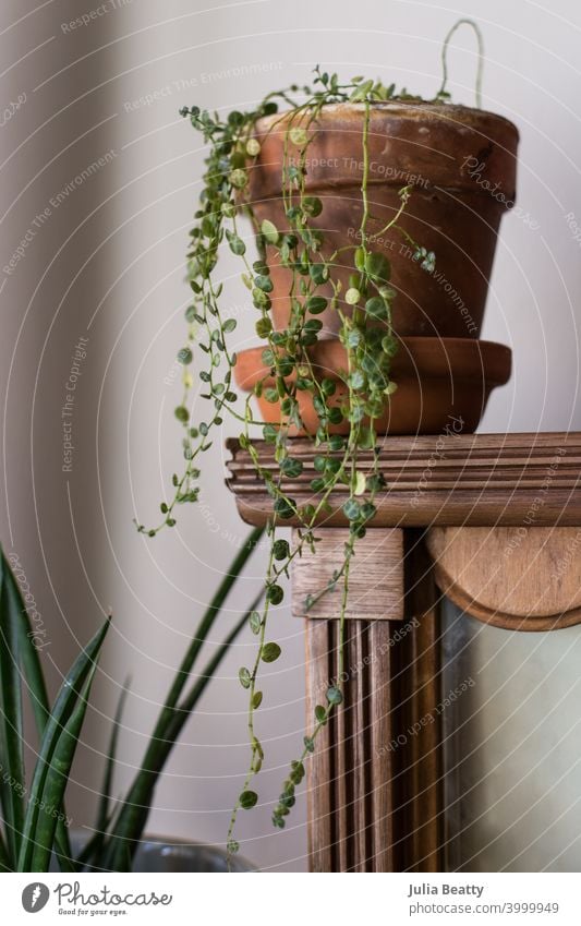 String of Turtles Pflanze in Terrakotta-Topf auf Holzregal Wasserschildkrötenkette Zimmerpflanze langbeinig ungesund filigran schwierig Boho Bohemien