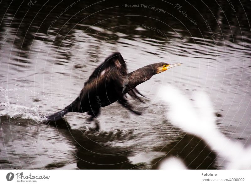 Ein Kormoran gibt alles beim Start auf dem Wasser Vogel Tier Farbfoto Außenaufnahme Natur Menschenleer Tag Wildtier Umwelt natürlich 1 schwarz