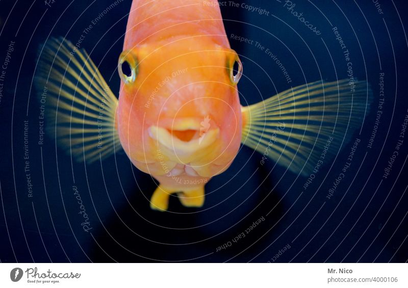 ...verleiht Flüüügel Fisch Wasser Aquarium Zoo Tier Papageifisch Angeln Goldfisch unter Wasser farbenfroh orange exotisch tropisch Fischauge beobachten