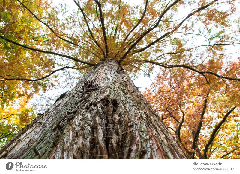 Blick nach oben entlang des Stammes eines Mammutbaumes in die herbstliche Krone Baum Herbst Holz Inhalt Natur Park Pflanze Sonstiges Wald Außenaufnahme Farbfoto