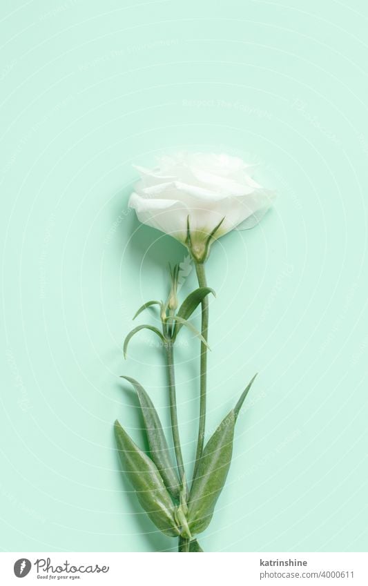 Weiße Blume auf einem hellgrünen Hintergrund weiß Rosen Blumen zartes Grün Draufsicht Textfreiraum Monochrom Frauentag hochzeitlich Engagement Frühling oben