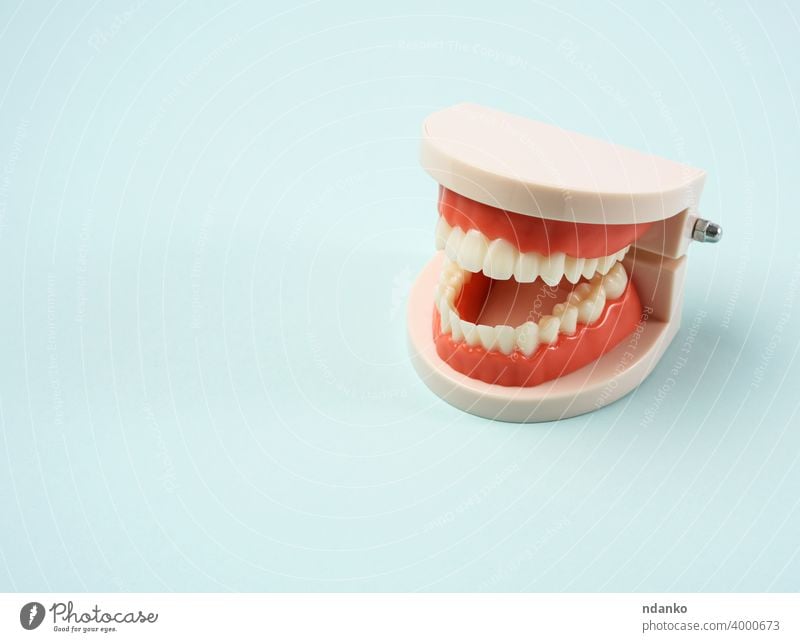 Kunststoffmodell des Kiefers mit weißen Zähnen, blauer Hintergrund Model medizinisch Medizin Mund Werkzeug Zahn Behandlung niemand mündlich kieferorthopädisch