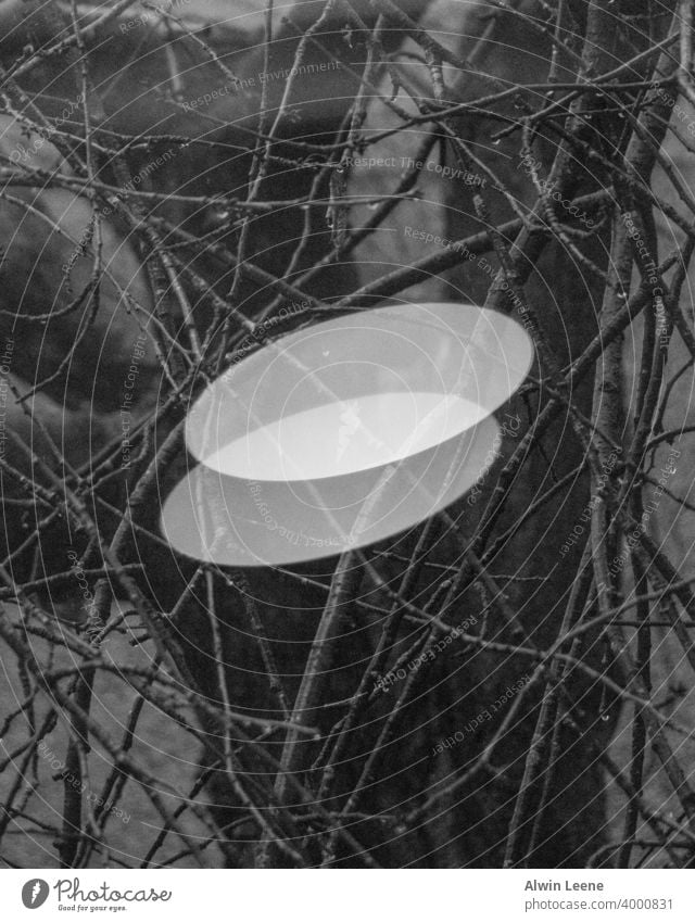 Lichtreflexion gegen einen Baum abstrakt Kunst künstlerisch Ast Niederlassungen schwarz auf weiß Reflexion & Spiegelung reflektieren abstrakte Fotografie