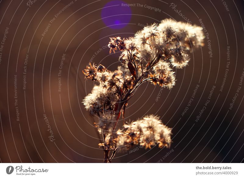 Goldrute im Abendlicht Pflanze Natur Farbfoto Außenaufnahme Menschenleer geringe Tiefenschärfe Schwache Tiefenschärfe Textfreiraum links Nahaufnahme