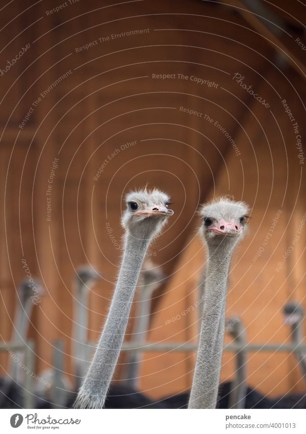 konform | beobachten Vogel Strauß zwei gemeinsam schauen Tierpark Tierfarm Straussenfarm Blick Tiergesicht Tierporträt Neugier