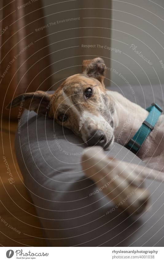 Close up vertikale Porträt von niedlich und liebenswert Haustier Windhund im Bett Lifestyle entspannt schläfrig verhätschelt angenommen gerettet bezaubernd