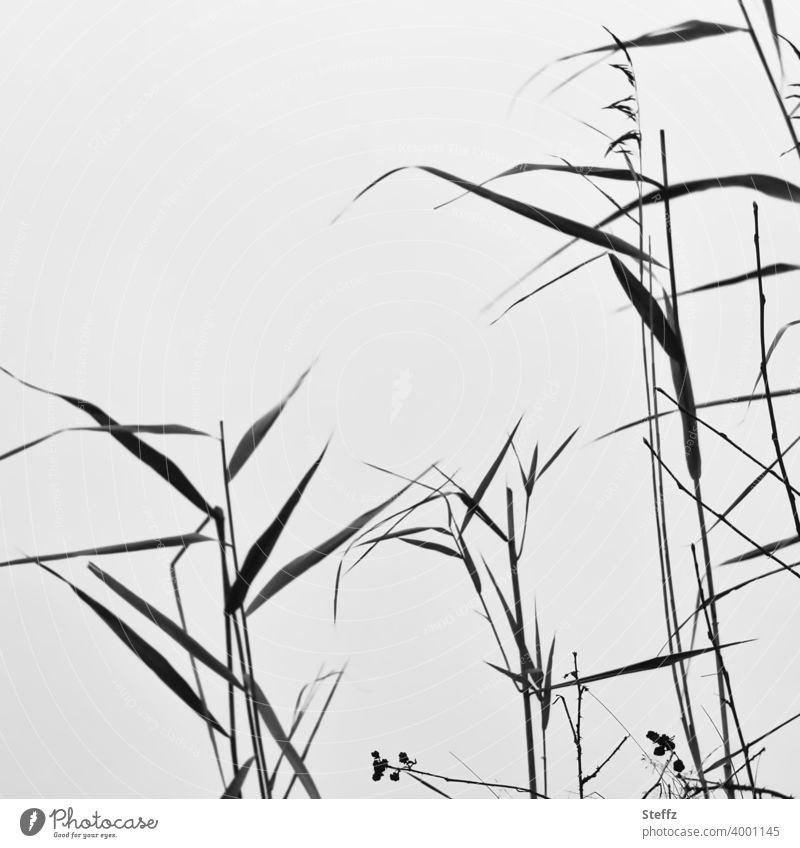 Röhricht vor einem unsichtbaren See Schilfrohr Schilfgras Gras Seeufer Schilf-Röhricht Biotop Wintergras nordisch hohes Gras minimalistisch Grashalme