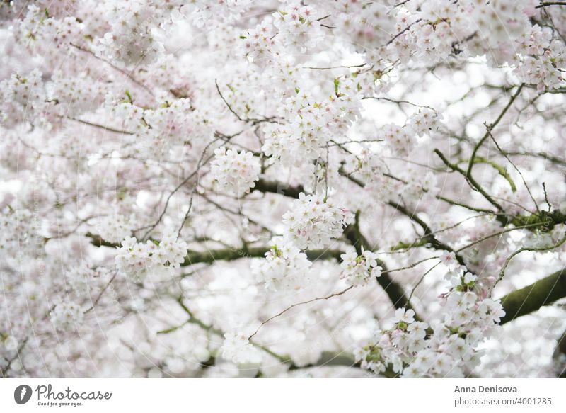 Weiß blühender Kirschbaum während der Frühlingssaison Sakura Blüte Kirsche Baum Hintergrund Blume rosa Natur weiß Garten Saison Überstrahlung vereinzelt Park