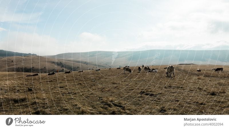 Kuhherde auf dem Berggipfel Tier Tiere Herbst schön Rind Land Landschaft Kühe Molkerei Tag heimisch Umwelt Europa Europäer Bauernhof Landwirtschaft Ackerland