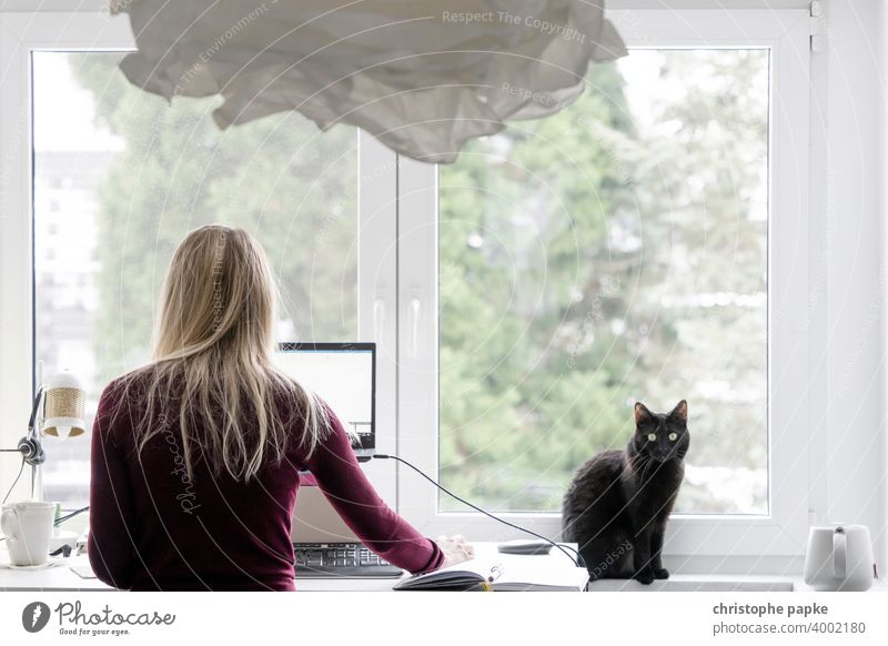 Frau im Home-Office mit Katze Homeoffice Home Office schwarz blond zuhause arbeiten Arbeit & Erwerbstätigkeit Arbeitsplatz Computer Innenaufnahme Laptop
