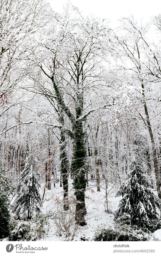 Baum mit Efeu im Schnee wald Natur Blatt Ast schnee Winter kalt weiß frost kälte Eis Wetter naturgefahr urlaub schneelast