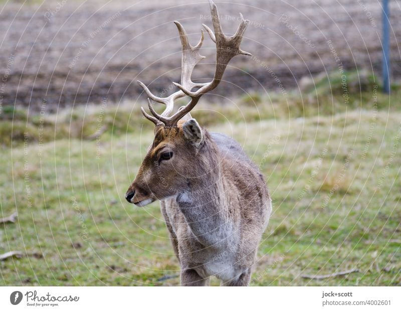 Rehbock auf grüner Wiese Wildtier Tierporträt authentisch Natur Säugetier Hirsche Horn