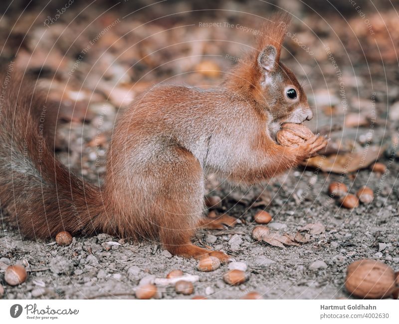 Seitliche Ansicht von einem Eichhörnchen, das zwischen Eicheln und Nüssen hockt, und eine Walnuss zwischen den Vorderpfoten hält. Stufe Nagetier nüsse nagen