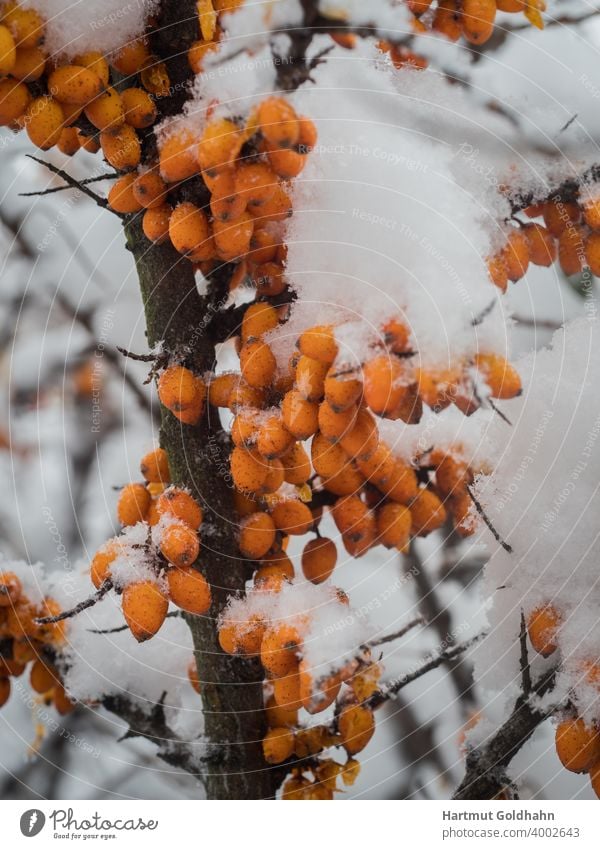 Orangefarbene reife Früchte des Sanddorns hängen an schneebedeckten Ästen und Zweigen. Frucht baum Schafe eingeschneit Strauch Eis Winter Frost gefroren