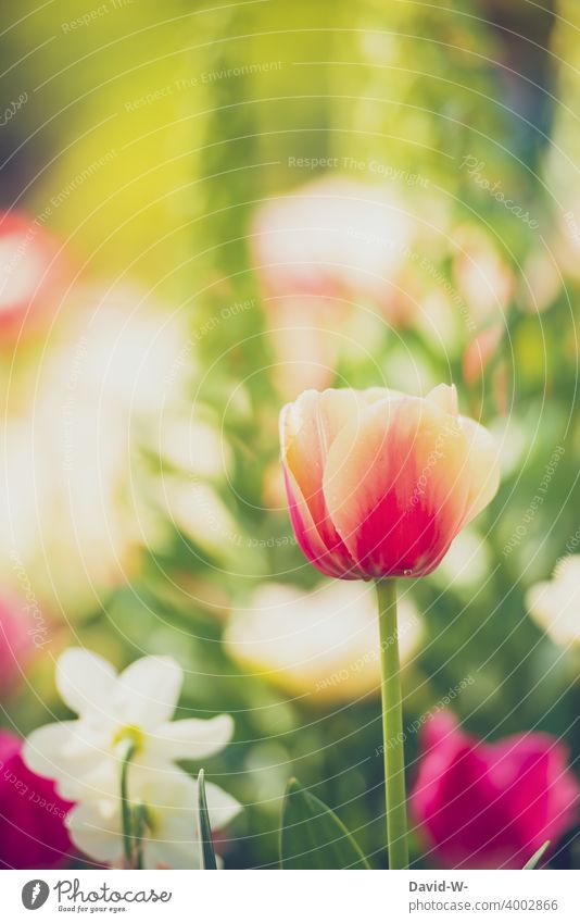 Tulpe in einer bunten Blumenwiese im Frühling farbenfroh zart Frühjahrsblüher lieblich Natur Pflanze Blüte