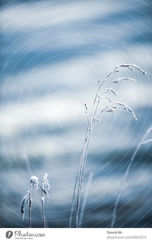mit Raureif überzogene Gräser im Winter Frost kalt kühl Wintereinbruch kälte frieren gefroren blau Eiskristall winterlich Pflanze Wetter