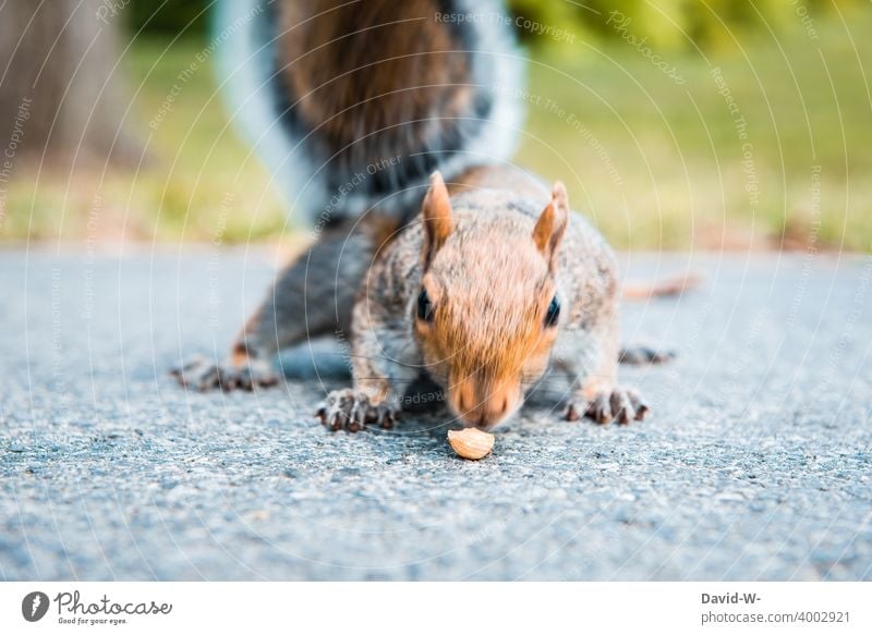 Grauhörnchen entdeckt eine Nuss Eichhörnchen Fressen entdecken finden lustig Tier verfressen neugierig Nagetier Tierporträt