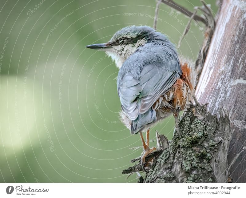 Kleiber beobachtet die Umgebung Sitta europaea Vogel Tier Wildtier Tiergesicht Kopf Schnabel Auge Flügel Feder gefiedert Krallen Blick beobachten natürlich nah