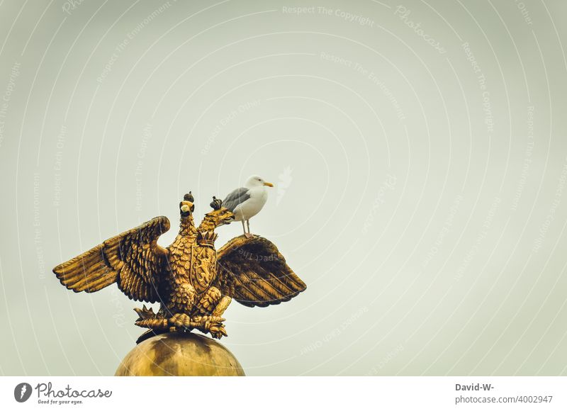Möwe sitzt desinteressiert auf einer Statue die einen Doppeladler zeigt verspotten Desinteresse Herrschaft König Hierarchie herablassend aroganz Vogel
