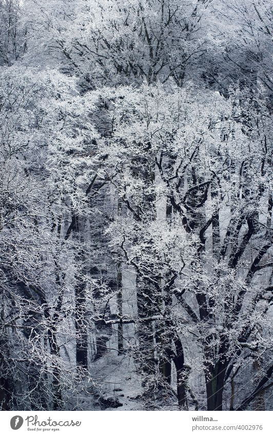 und es war winter ... Winter Bäume Wald verschneit Schnee winterlich Vogelperspektive Winterstimmung Winterwald Wintertag