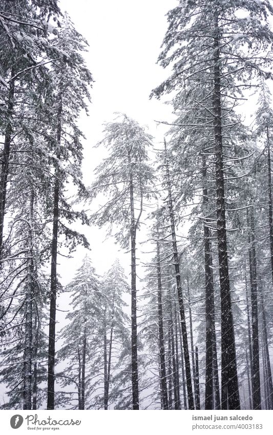 Schnee auf den Kiefern im Wald in der Wintersaison Bäume Schneefall Winterzeit kalt kalte Tage weiß Frost frostig gefroren Eis verschneite Schneeflocke Wetter
