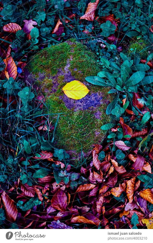 bunte Blätter auf dem Boden im Herbst Saison, Blatt gelb Farben farbenfroh mehrfarbig Hintergrund texturiert Herbststimmung Herbstlaub Herbstfarben trocknen
