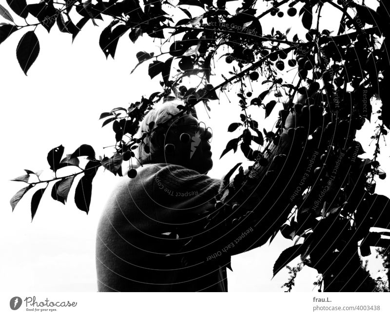 Ein alter Mann und sein Kirschbaum Kirschenernte Baum Garten plücken Sommer fleißig