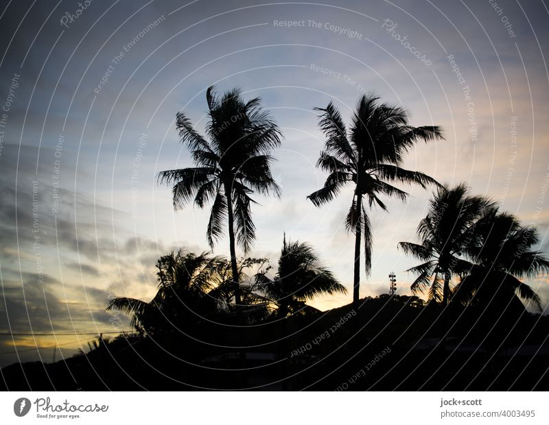 Abendstunde mit Palmen Himmel Sonnenlicht exotisch Klischee Romantik Urlaubsfoto Kitsch Abenddämmerung Warmes Licht Paradies Silhouette tropisch Sonnenuntergang
