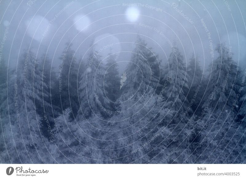 Sonne, Mond und Winterwald Schnee Baum kalt Himmel Eis Frost blau Natur Wald Landschaft schön Umwelt Klima Wetter weiß ruhig Winterstimmung Schneelandschaft