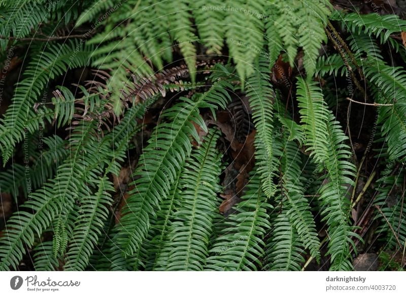 Grünes frisches Farnkraut im Wald nach einem Regen Farne Kraut WaldDetail Blätter grüne Urwald Echte Farne Pflanze Farbfoto Botanik Farnblatt Außenaufnahme