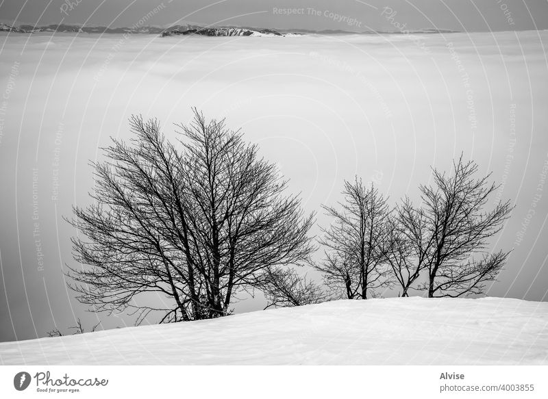 Schneebäume und Alpengipfel Winter Natur Sonnenaufgang alpin Horizont Landschaft Cloud Berge u. Gebirge Himmel Felsen Hügel Tourismus Gipfel hoch