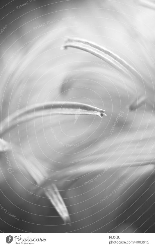 Schwarzweiße Nahaufnahme einer Pflanze Schwache Tiefenschärfe Schwarzweißfoto schwarzweiß kalanchoedelagoensis abstrakt Menschenleer Strukturen & Formen