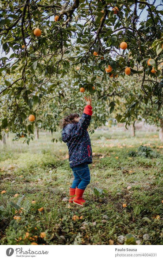 Kleines Mädchen pflückt Orangen 2-3 Jahre authentisch Kaukasier Kind Kindheit Familie Leben Lifestyle natürlich Natur Kommissionierung orange Frucht Bioprodukte
