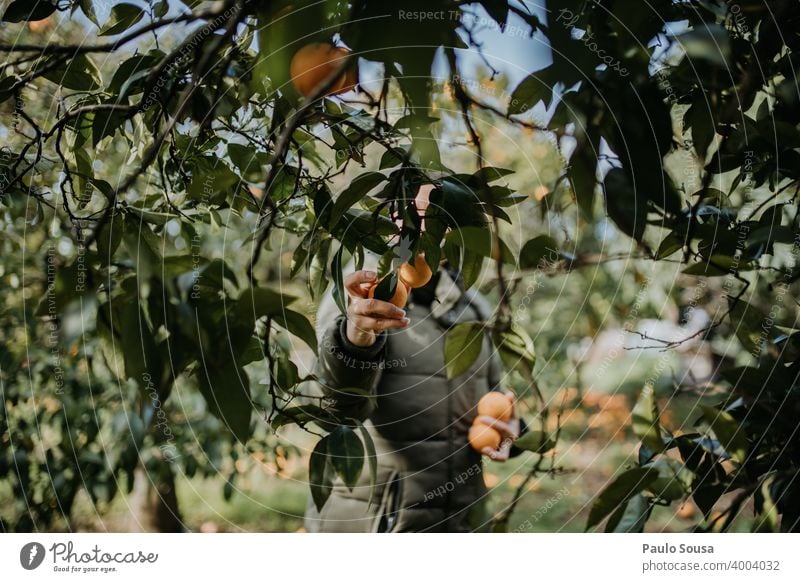 Frau pflückt Orangen unkenntlich Kommissionierung orange Orangenbaum Frucht Bioprodukte Biologische Landwirtschaft organisch Gesunde Ernährung Natur