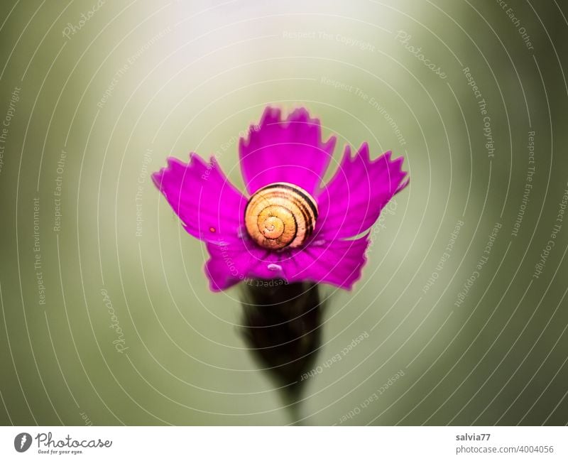 Farbe und Kontrast | pinke Nelkenblüte mit kleinem Schneckenhäuschen Natur Formen und Strukturen Schneckenhaus Kunst Freisteller Makroaufnahme Blüte