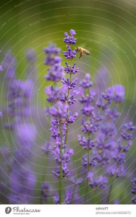 Honigbiene besucht Lavendelblüten Duft Sommer Blüte Biene violett Blume Natur fliegend Garten fleißig Insekt Nutztier Textfreiraum oben bestäuben Pflanze