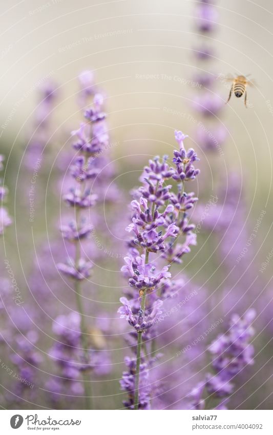Sommerduft Lavendel Biene Natur Garten Blüte Duft Blühend Blume fleißig Nektar Honigbiene fliegend Pollen Pflanze Farbfoto Tier 1 Heilpflanzen