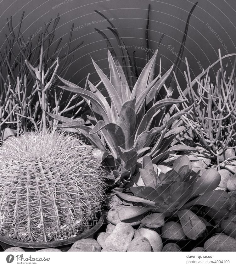 Ein Garten mit verschiedenen Kaktuspflanzen inmitten von Felsen und Kieselsteinen Kakteen schwarz auf weiß SCHWARZ-WEIß Nahaufnahme Wüstenpflanze Sukkulente