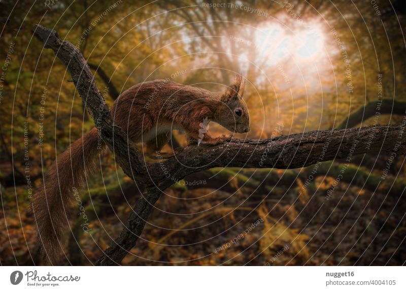Eichhörnchen bei Sonnenaufgang im herbstlichen Wald Tier Natur niedlich Farbfoto Wildtier Außenaufnahme 1 Tag Menschenleer Tierporträt braun Umwelt