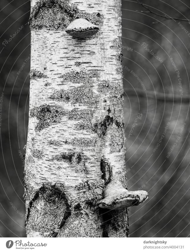 Baum Stamm einer Birke (Betula pendula) mit Pilz Befall durch Birkenporling (Fomitopsis betulina) Sandbirke schwarzweiß Baumstamm Außenaufnahme Natur Pflanze