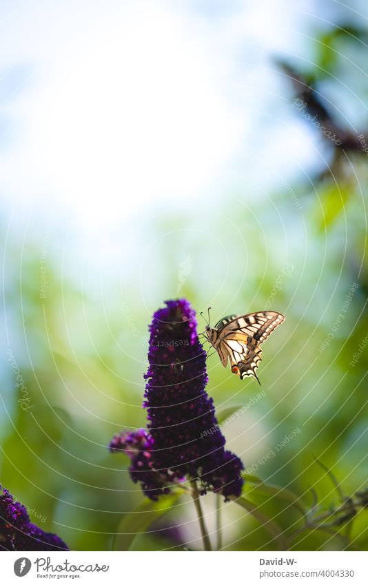 Schmetterling auf Blüten eines Schmetterlingflieders Sommer schmetterlingsflieder Schmetterlingsstrauch sommerlich zart Tier Natur Schönheit Naturerlebnis