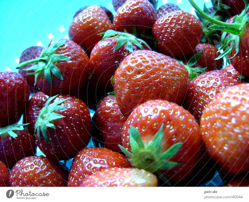 Erdbeeren für alle Lebensmittel Frucht Ernährung Gesundheit natürlich rot genießen Kindheit Natur Beeren Farbfoto mehrfarbig Nahaufnahme Tag Licht Kontrast