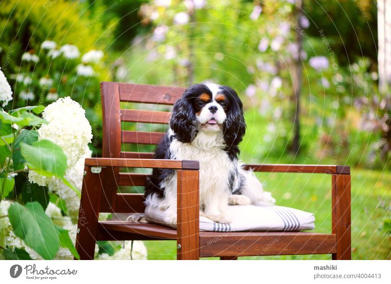 Cavalier King Charles Spaniel Hund entspannt draußen im Sommer Garten, sitzt auf Holzstuhl Haustier Reinrassig Tier Kavalier König weiß im Freien Porträt