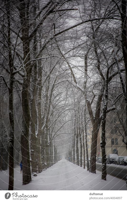 Allee mit beschneiten Bäumen im Winter Schnee weiß urban Stadt schneien frieren Eis kalt Schneefall Schneeflocke Außenaufnahme Alleebäume Frost Wetter