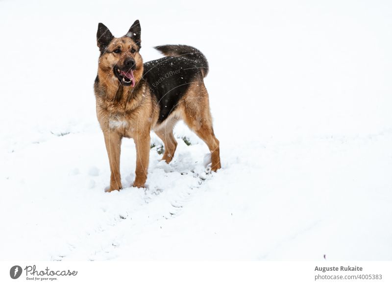 Deutscher Schäferhund genießt den Schnee Hund Hündchen Welpe Schwärmerei kalt kalte Witterung Wetter weiß Winter Schneefall Schneeflocke verschneite braun