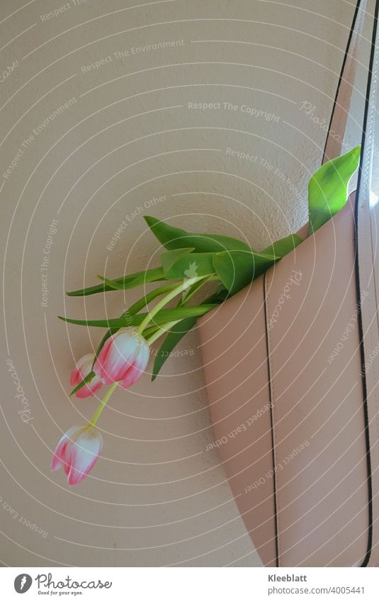 Tasche mit frischen Tulpen hängt an der Wand - die etwas andere Vase Neutraler Hintergrund Zartrose Handtasche, Handtasche Mode Accessoire Stil Blumen, Frühling