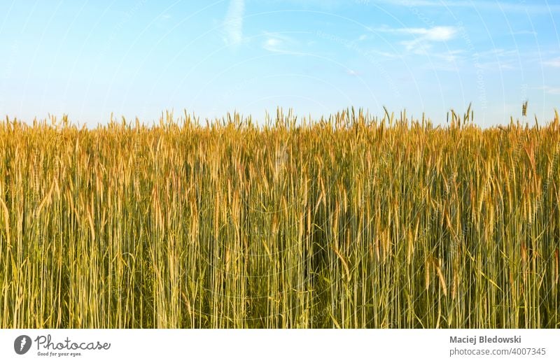 Getreidefeld an einem schönen sonnigen Tag. Feld Korn Roggen Landschaft ländlich Bauernhof Ernte Ackerbau Müsli Horizont Himmel blau Natur natürlich grün